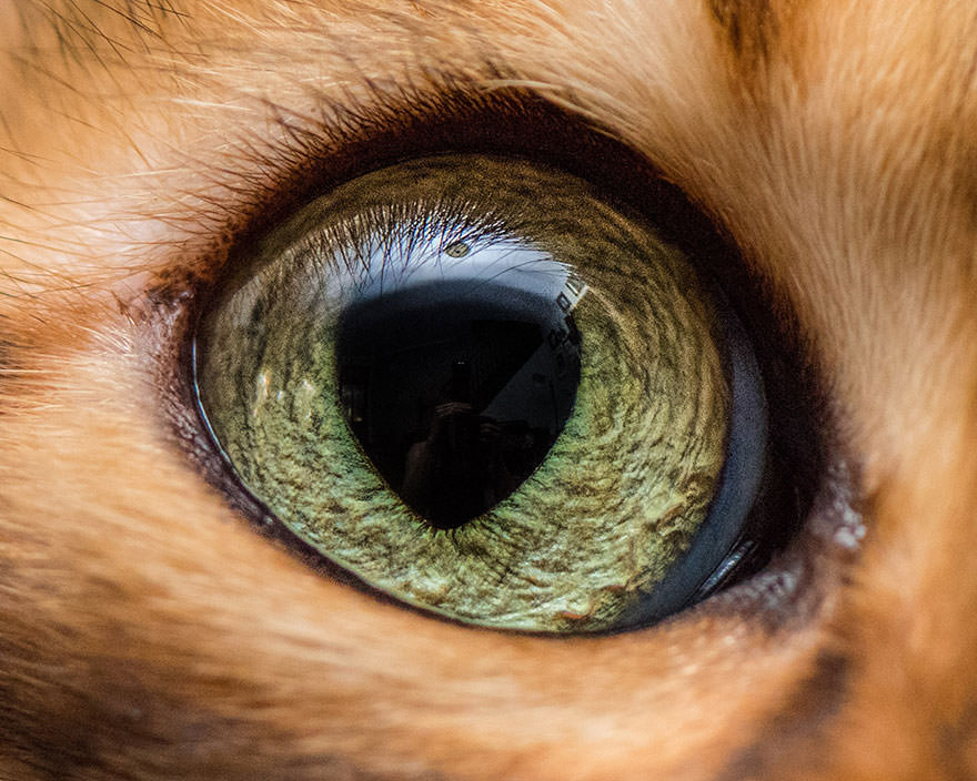 15-Macro-Shots-of-Cat-Eyes13