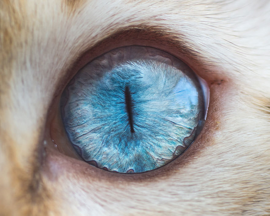 15-Macro-Shots-of-Cat-Eyes14