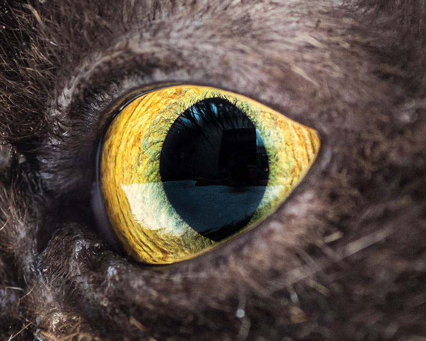 15-Macro-Shots-of-Cat-Eyes9