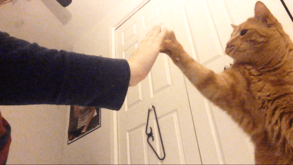 cat high five