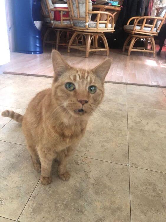 oldest cat