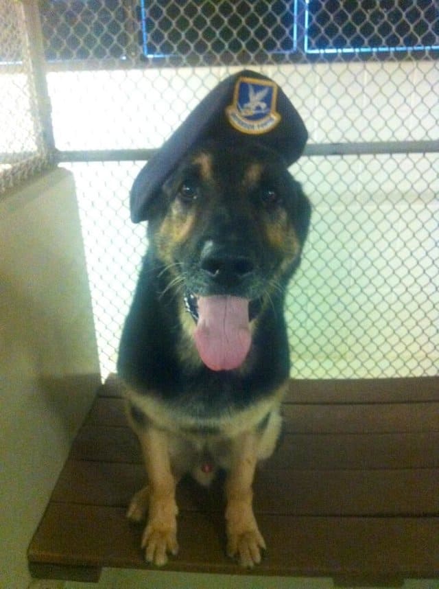 Soldier and His K-9 Partner 