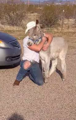 donkey behaving like a dog