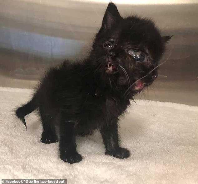 Duo is a kitten who was born with a rare defect called diprosopus or craniofacial duplication which means she has two independently functioning faces