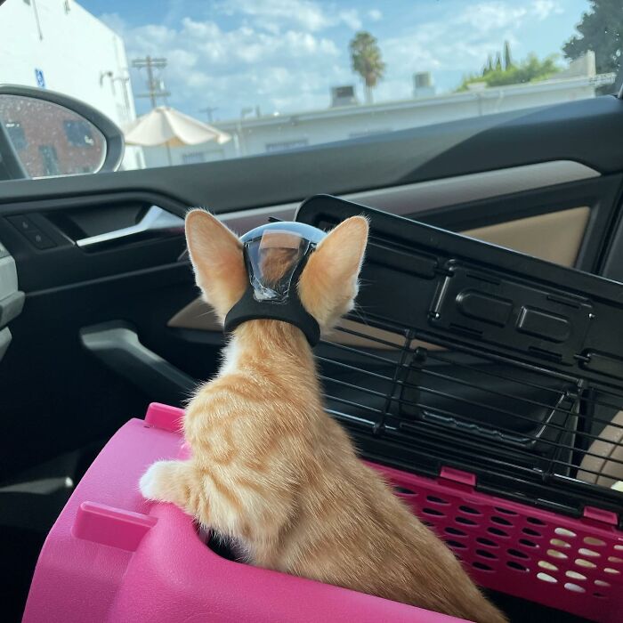 These Two Sibling Kittens Are Quite Different From Other Cats, But They Are Living Their Life To The Fullest After Being Rescued