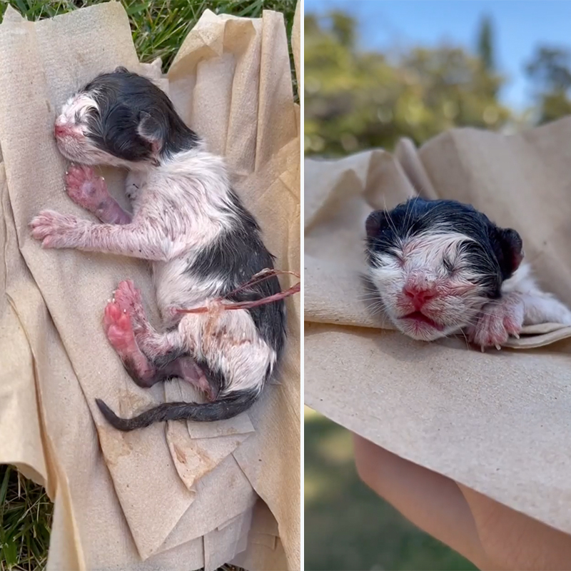 Cowboy the kitten found on a daily walk, Camryn Frederickson 