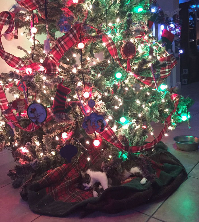 Cat Gives Birth Under Christmas Tree, And It's The Best Present Ever