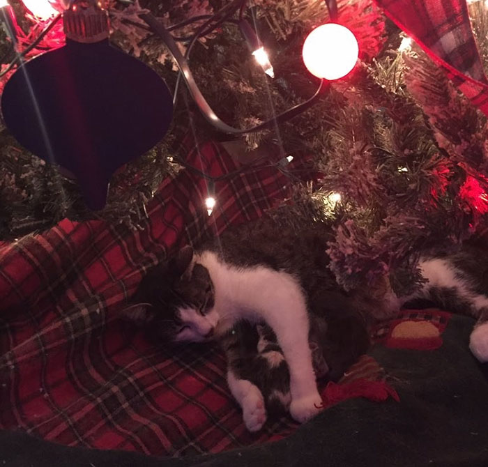 Cat Gives Birth Under Christmas Tree, And It's The Best Present Ever