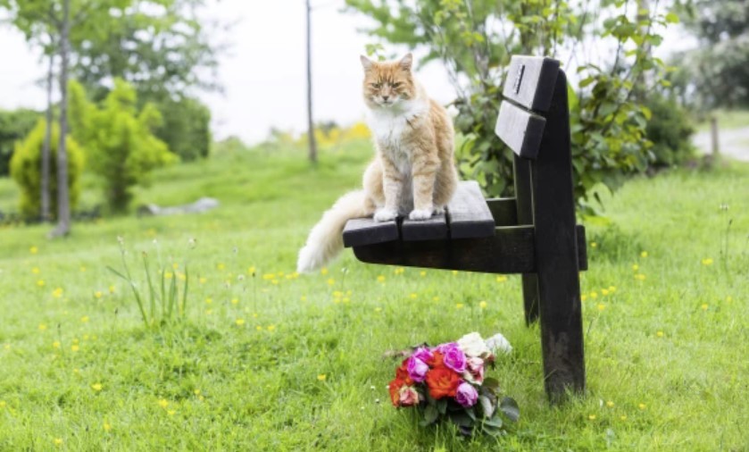 Paddy's family had no idea their cat had basically given himself a full-time job working as a comfort pet to mourners – until they thought he’d gone missing.