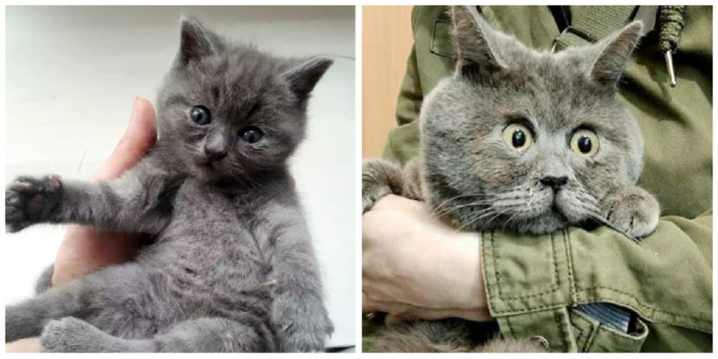 This kitty is very famous for his eternally surprised facial expression: he is extremely happy now