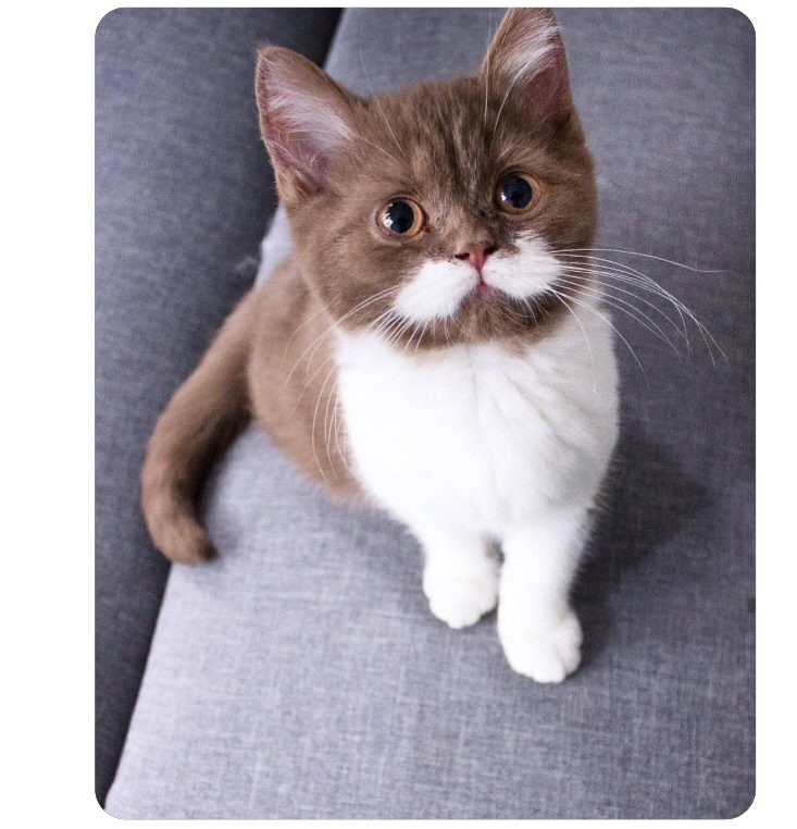 This nice white-mustached cute Gringo cat goes viral on Instagram: he is quite adorable