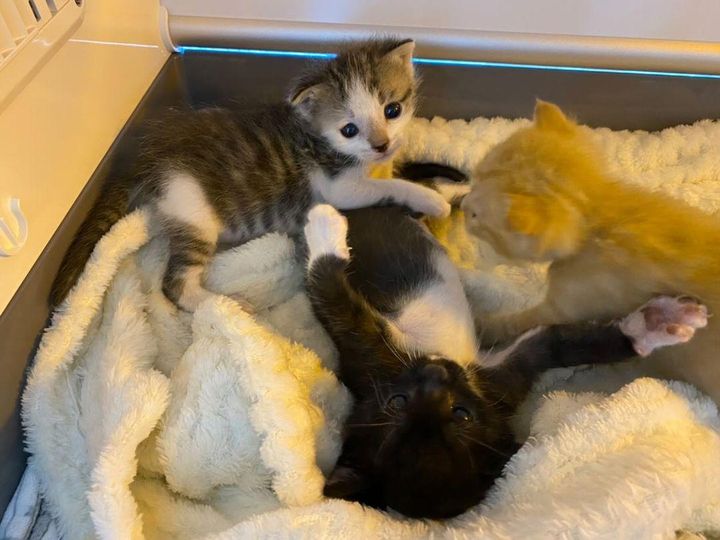 kittens wrestling playing