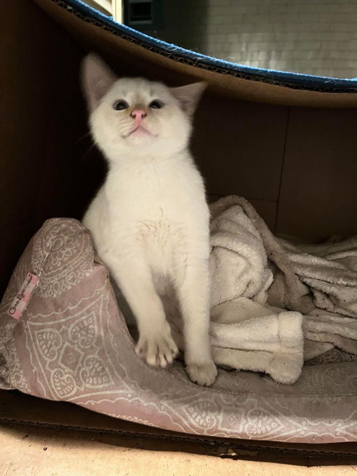 stray kitten in box