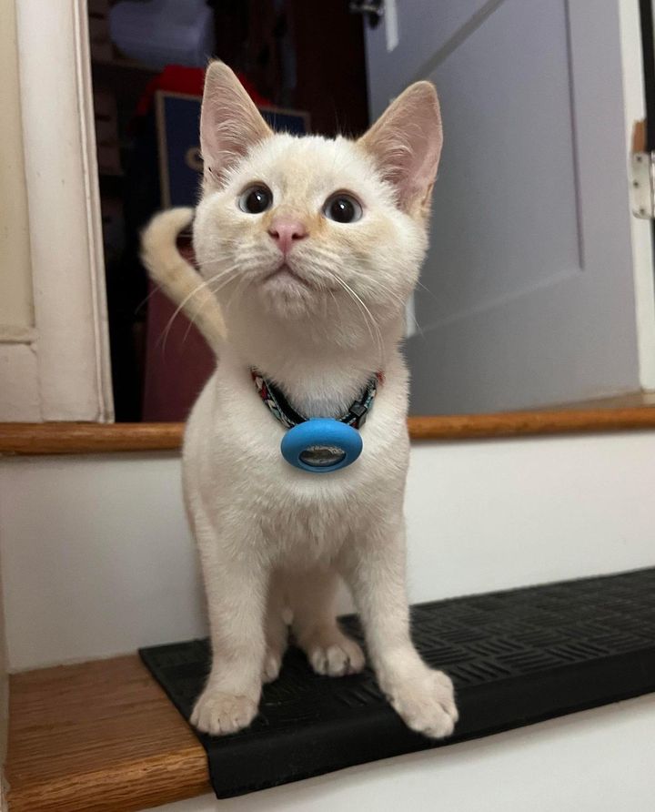 kitten siamese, happy kitten