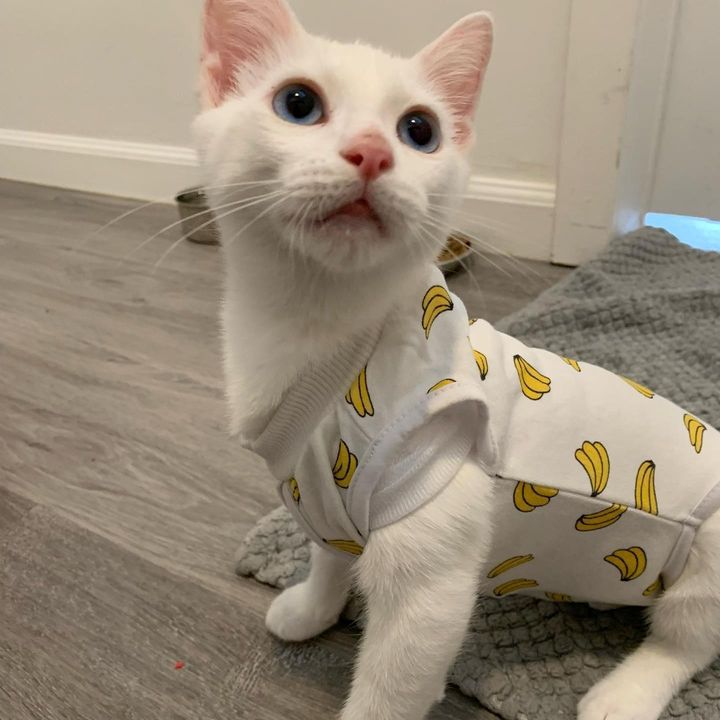 kitten chest vest