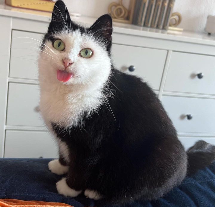 cat tongue out