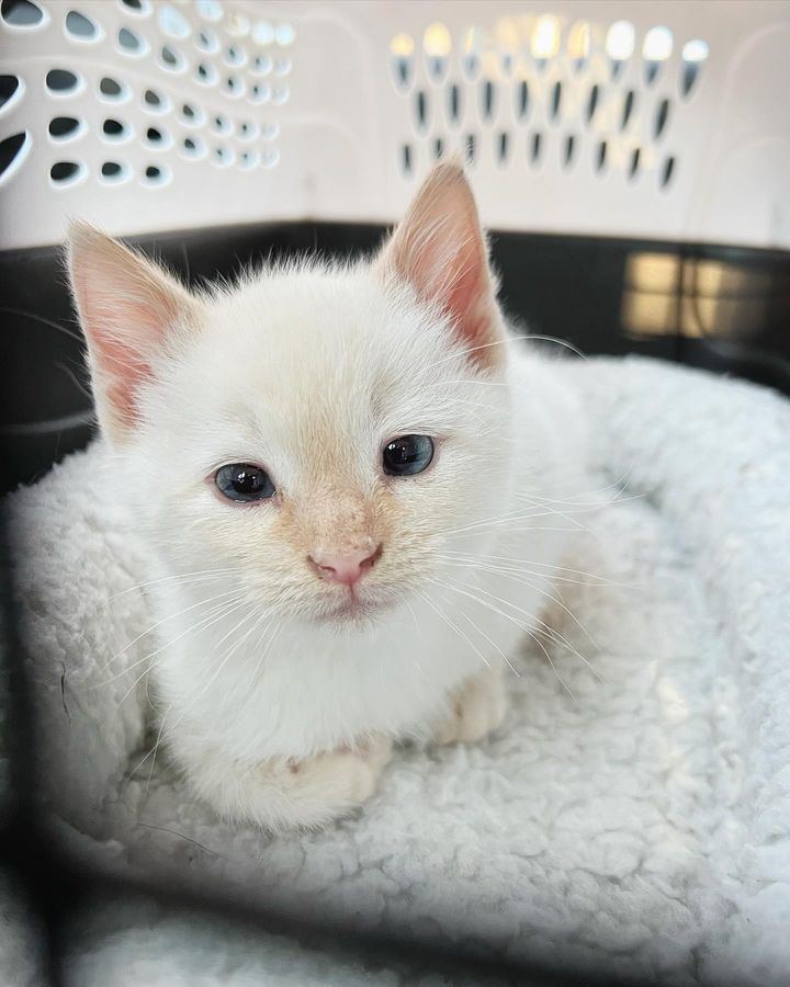 sweet kitten bentley