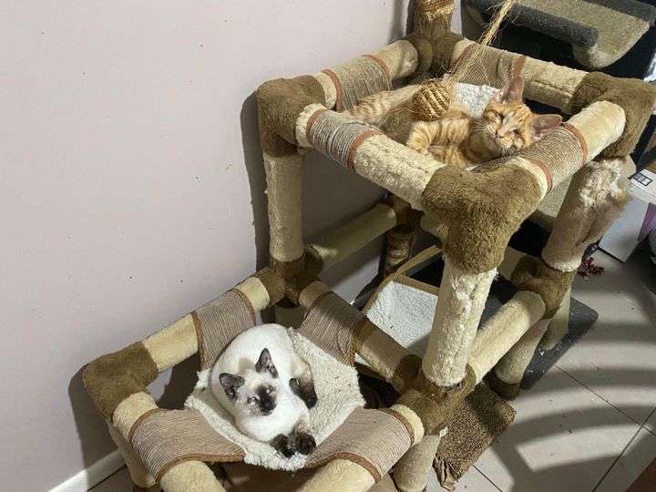 blind kittens cat tree