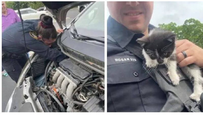  Kindhearted policemen took care of a tiny kitten found from a car engine section: soon he was adopted