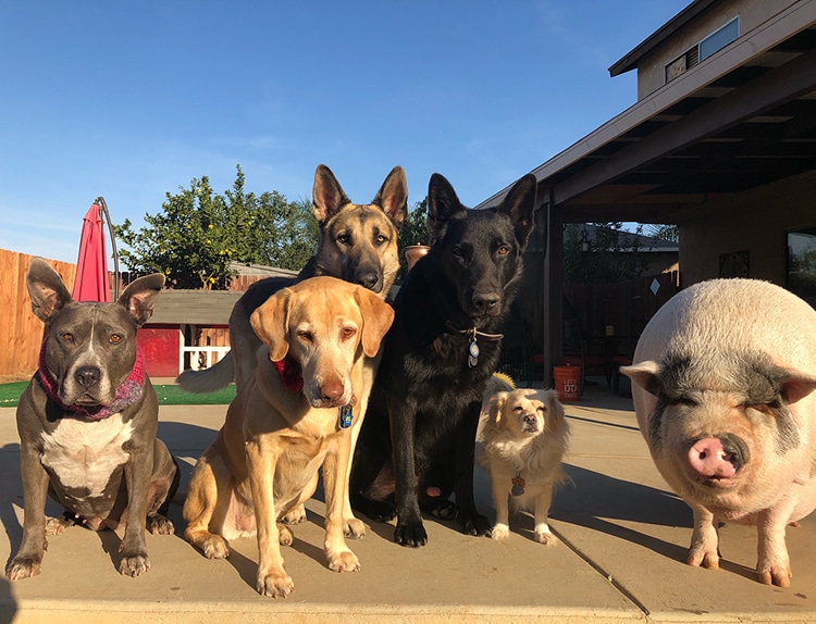 Pet Pig Piggypoo and Crew