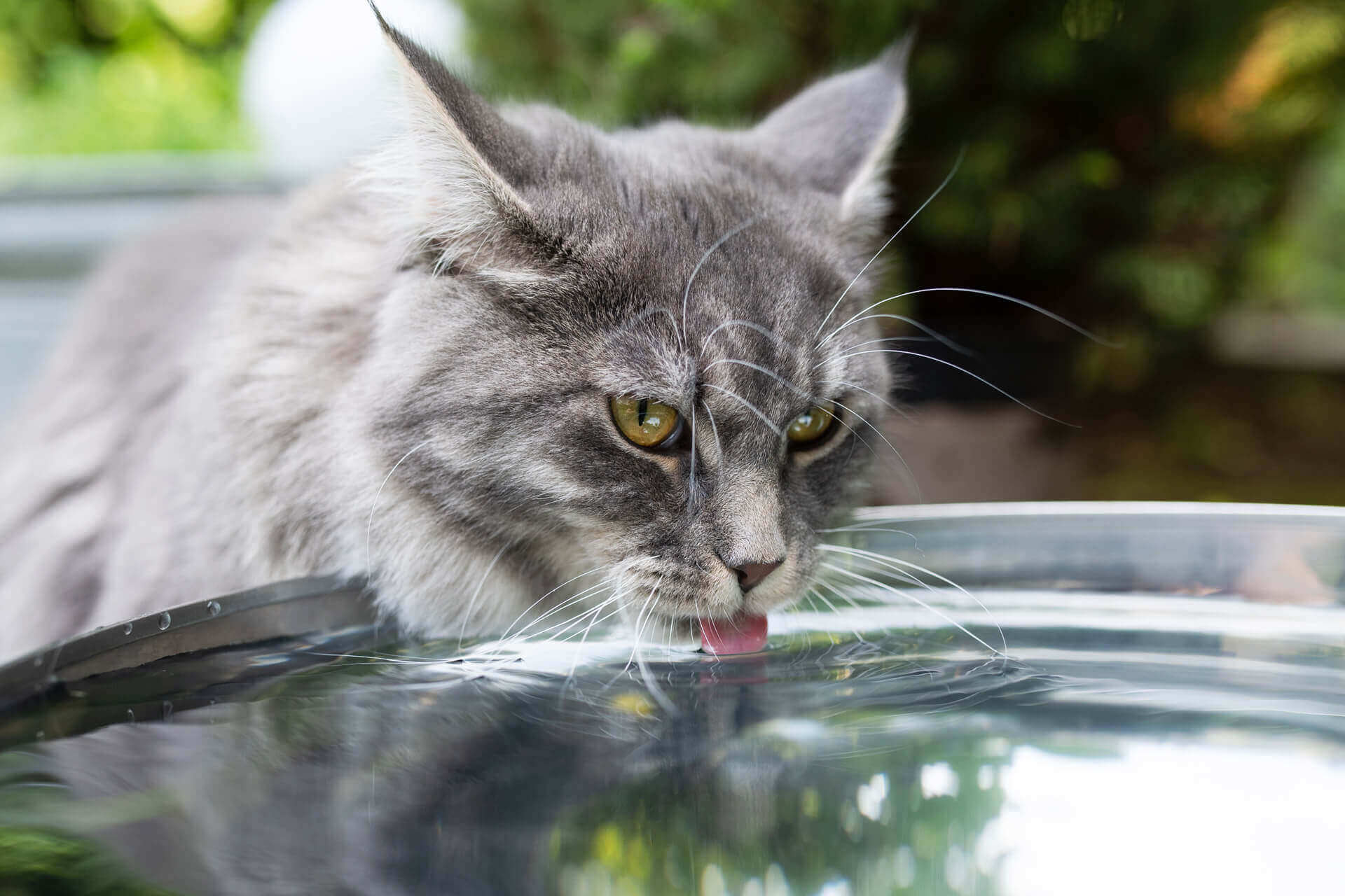 Cats love water