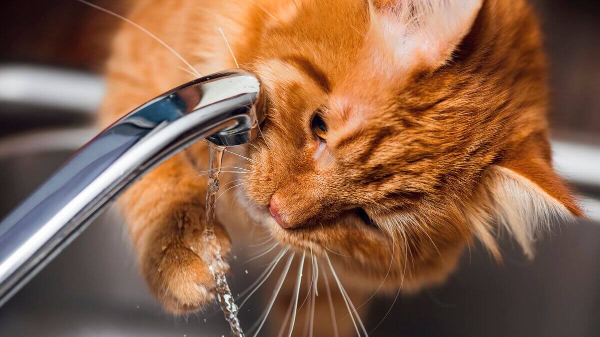 Cats love water