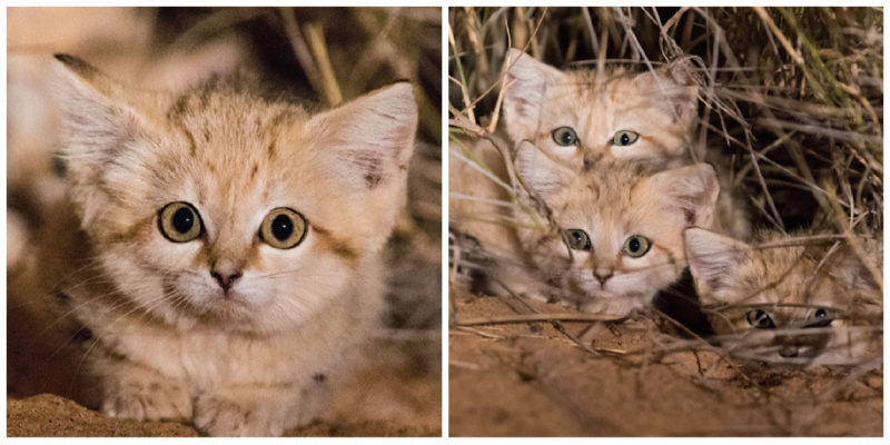 These adorable wild sand cats have been captured on camera for the first time, after being looked for about 4 years