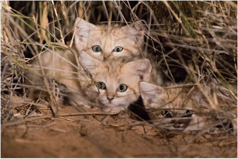 These adorable wild sand cats have been captured on camera for the first time, after being looked for about 4 years