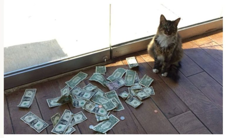 This stray kitty settled at a store for a few months: Suddenly, some amount of money appeared