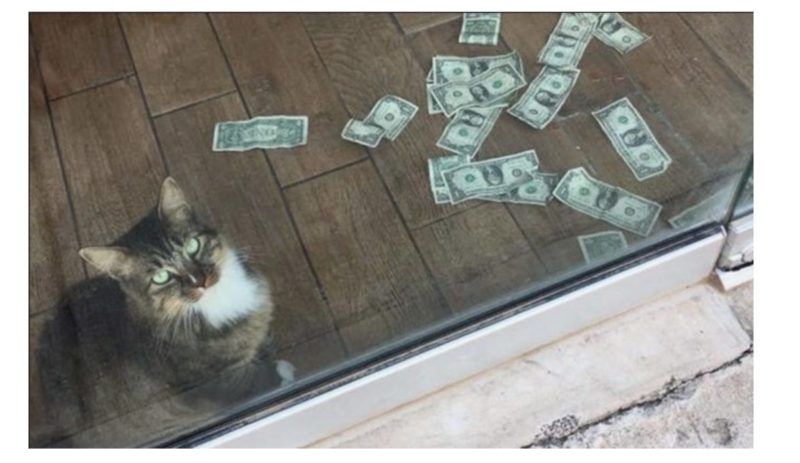 This stray kitty settled at a store for a few months: Suddenly, some amount of money appeared