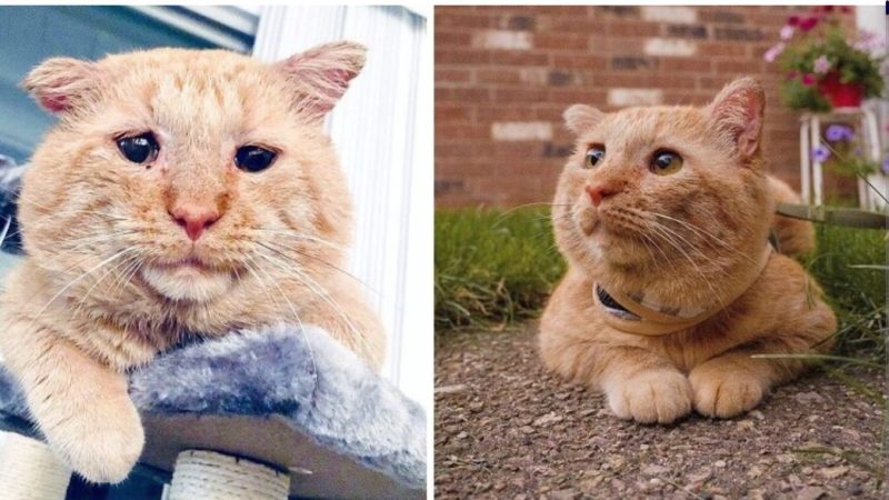 The saddest stray kitty turned into the happiest one: his human spared nothing to make him overjoyed 