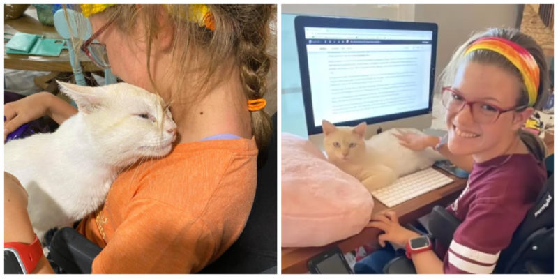 White kitty climbed into the girl's lap, making an inseparable friendship with her: he was the first cat who wasn't afraid of her wheelchair