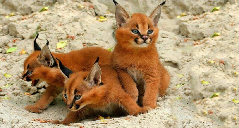 Wonderful kittens that you can fall in love with recklessly - caracals